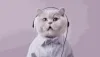 Cat Influencer
